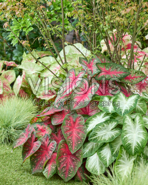 Caladium combination