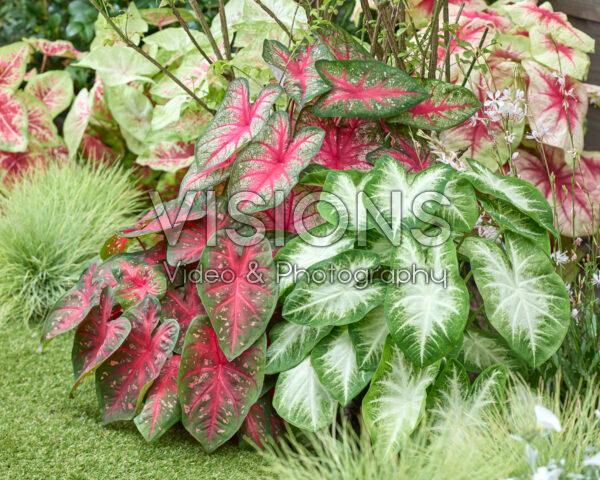 Caladium combinatie