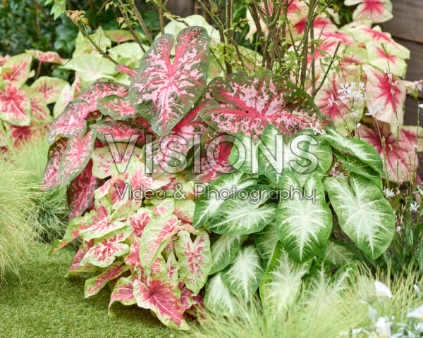 Caladium combinatie