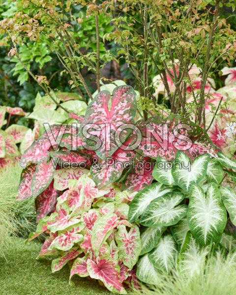 Caladium combinatie