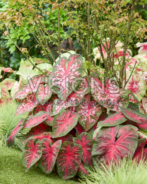 Caladium combinatie