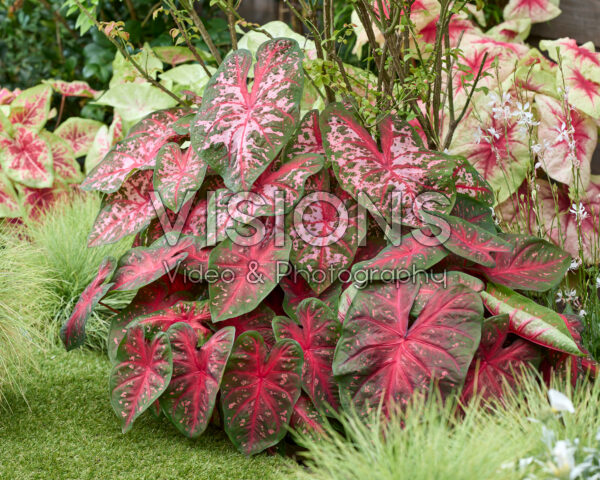 Caladium combinatie