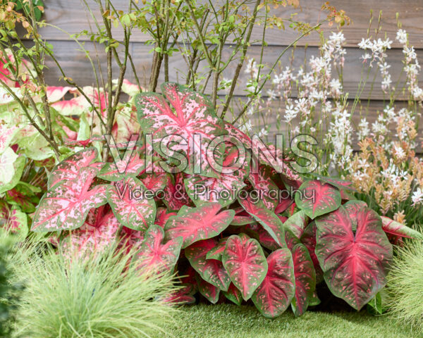 Caladium combinatie