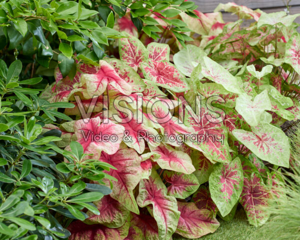 Caladium combination