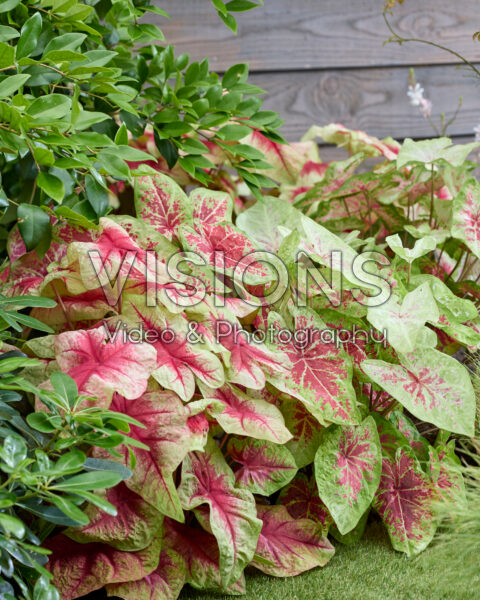 Caladium combination