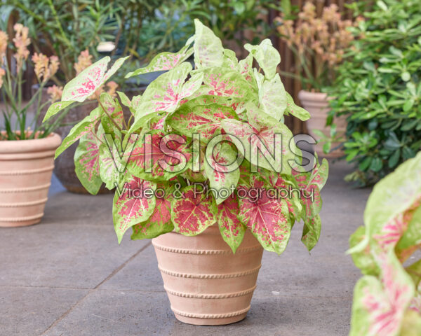 Caladium Raspberry Moon