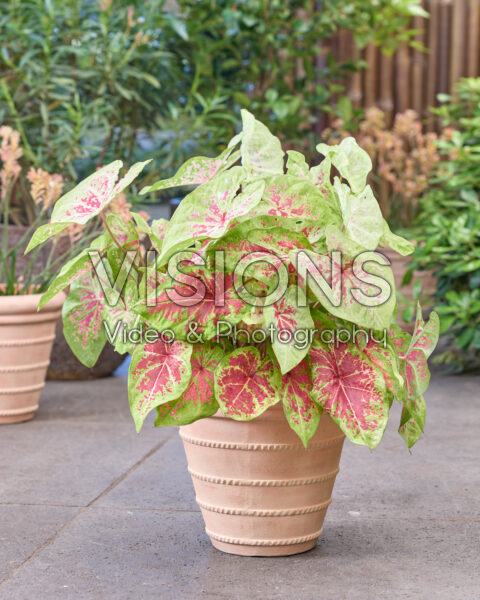 Caladium Raspberry Moon