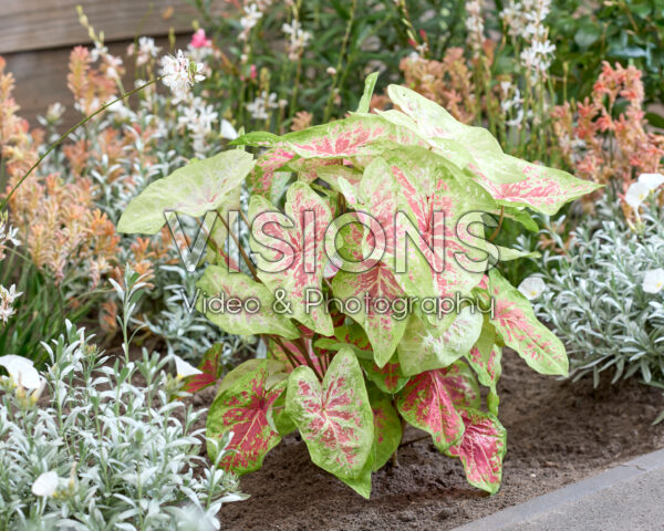 Caladium Raspberry Moon