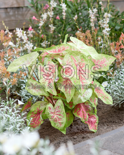 Caladium Raspberry Moon