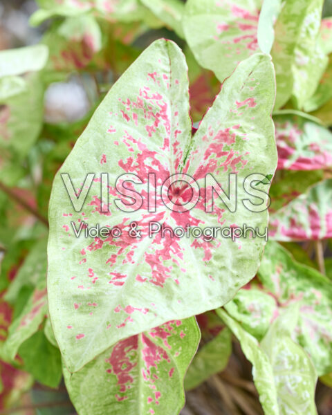 Caladium Raspberry Moon