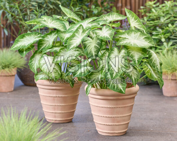 Caladium Aaron