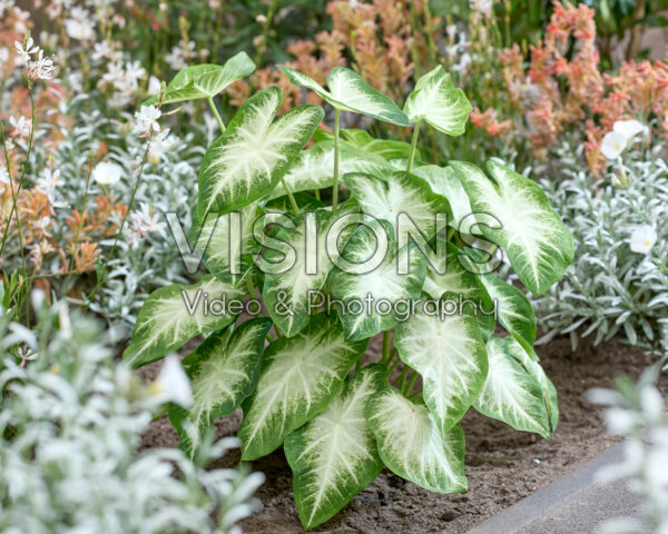 Caladium Aaron