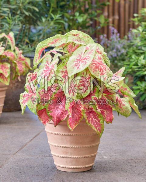 Caladium Raspberry Moon