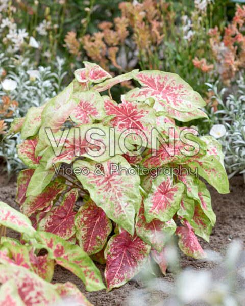 Caladium Raspberry Moon