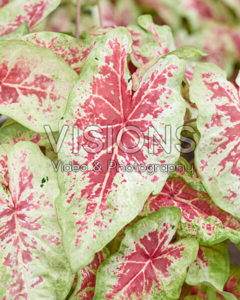 Caladium Raspberry Moon