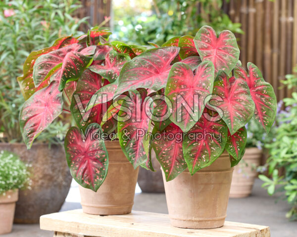 Caladium Fast Flash