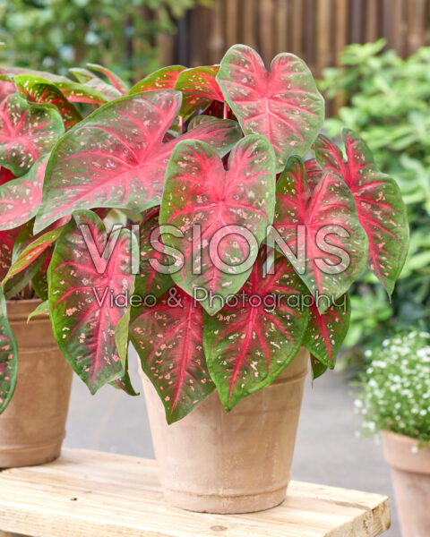 Caladium Fast Flash