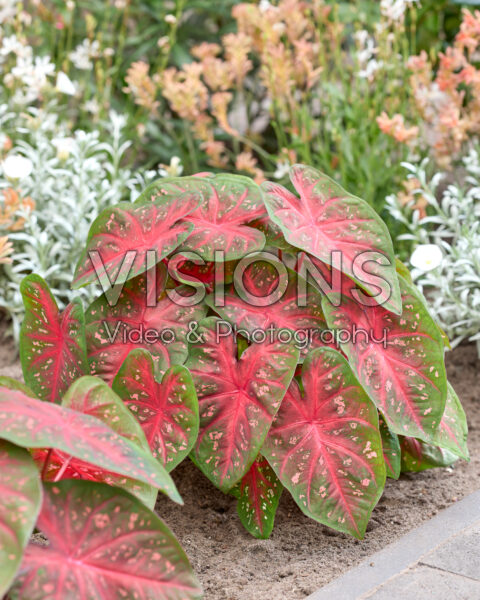 Caladium Fast Flash