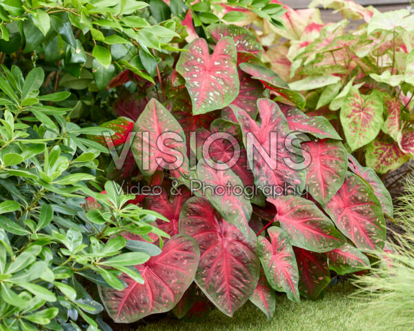 Caladium Fast Flash