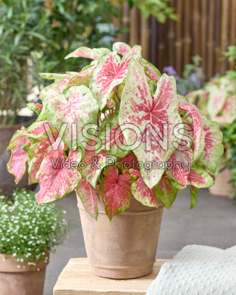 Caladium Raspberry Moon