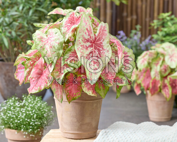 Caladium Raspberry Moon