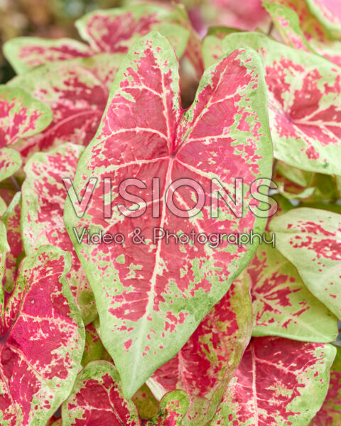 Caladium Raspberry Moon