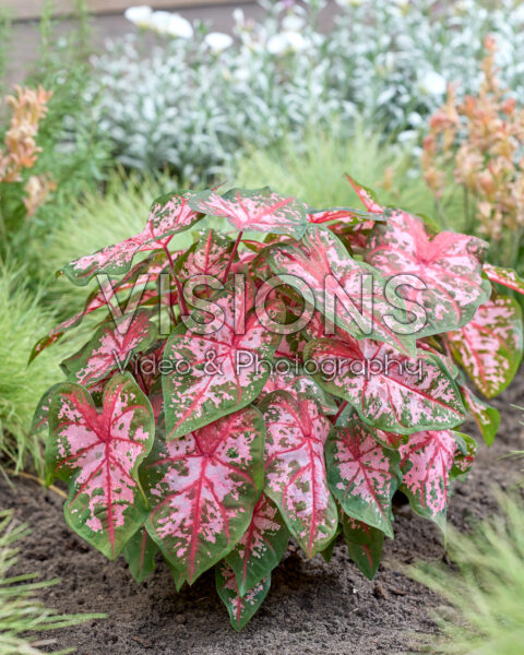 Caladium Carolyn Whorton