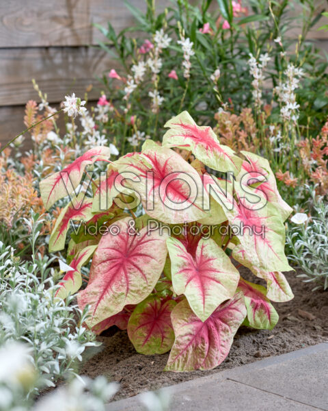 Caladium Lemon Blush