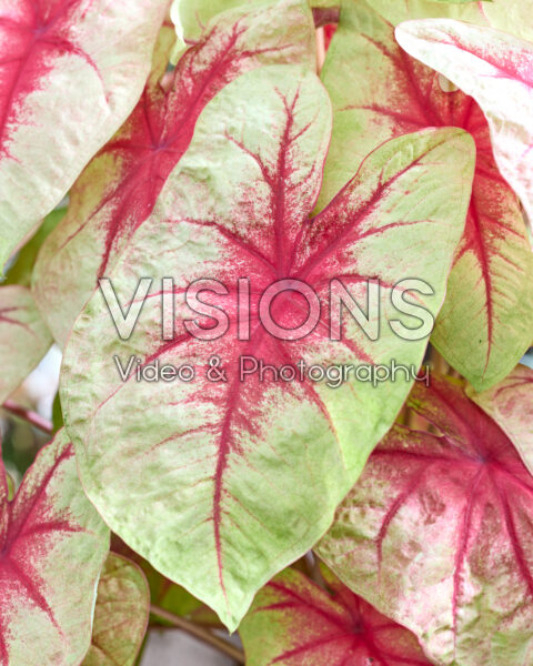 Caladium Lemon Blush