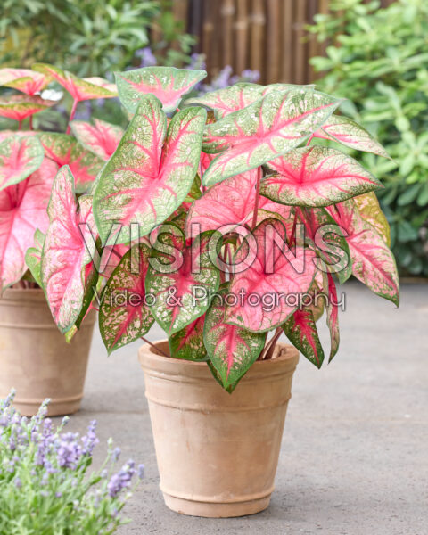 Caladium Party Punch