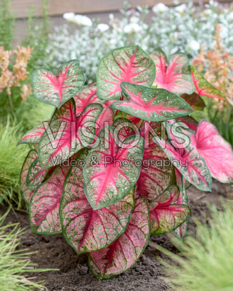 Caladium Party Punch