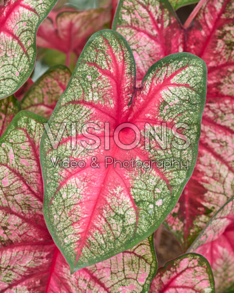 Caladium Party Punch