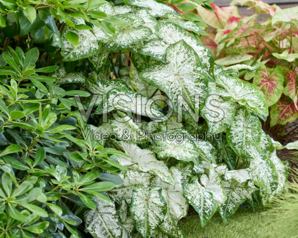 Caladium Snow Flurry