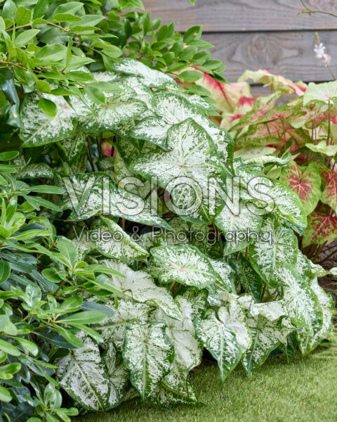 Caladium Snow Flurry