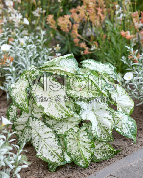 Caladium Snow Flurry