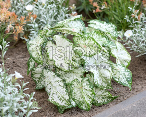 Caladium Snow Flurry