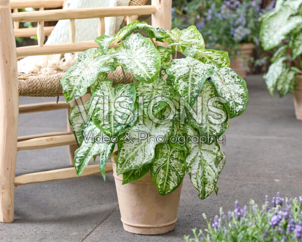 Caladium Snow Flurry