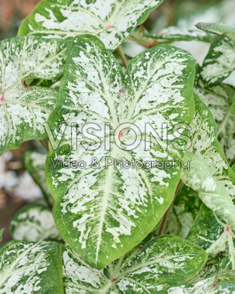 Caladium Snow Flurry