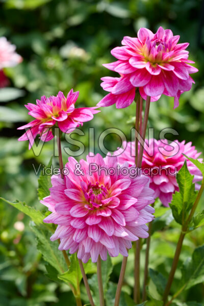 Dahlia Dutch Silence