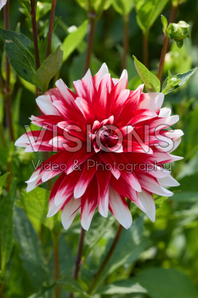 Dahlia Catching Fire Dahlia Catching Fire