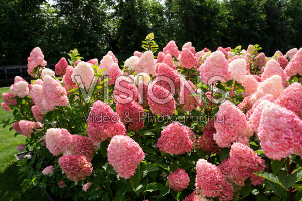 Hydrangea paniculata Living Pink & RoseĀ® Hydrangea paniculata Living Pink & RoseĀ®