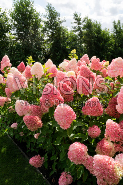 Hydrangea paniculata Living Pink & Rose®