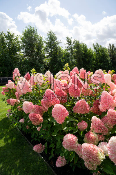 Hydrangea paniculata Living Pink & Rose® Hydrangea paniculata Living Pink & Rose®