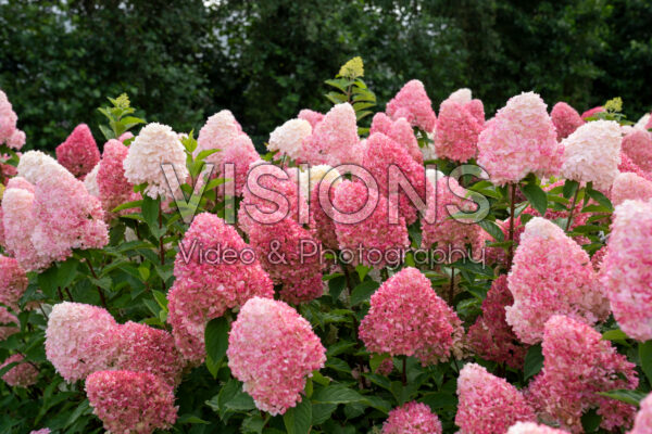 Hydrangea paniculata Living Pink & Rose® Hydrangea paniculata Living Pink & Rose®