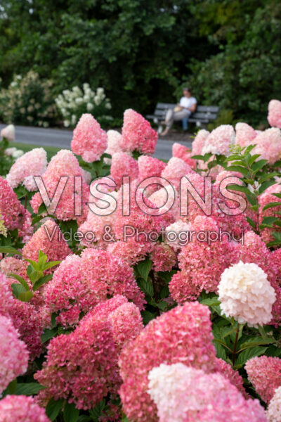 Hydrangea paniculata Living Pink & Rose® Hydrangea paniculata Living Pink & Rose®