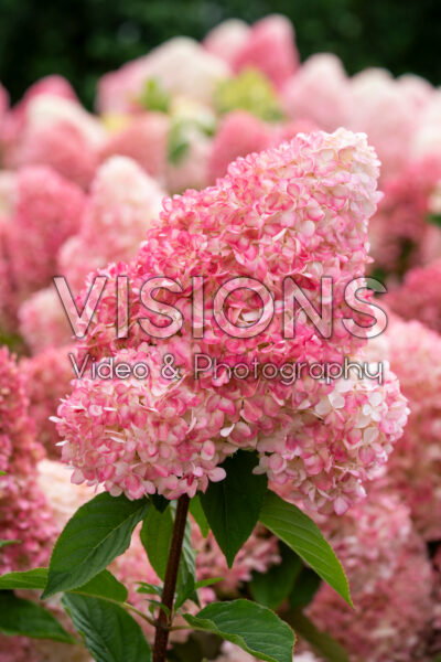 Hydrangea paniculata Living Pink & Rose® Hydrangea paniculata Living Pink & Rose®