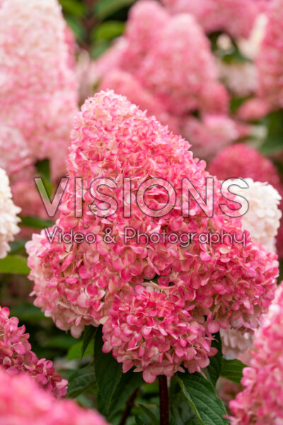 Hydrangea paniculata Living Pink & Rose®