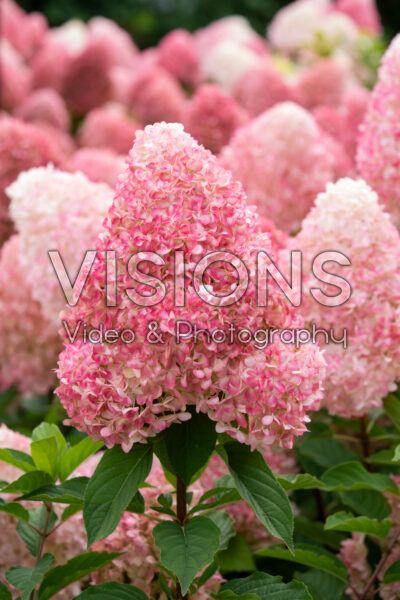 Hydrangea paniculata Living Pink & Rose® Hydrangea paniculata Living Pink & Rose®