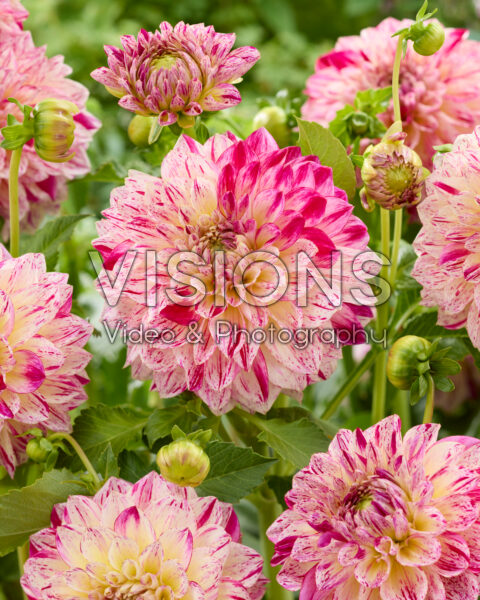 Dahlia Kameleon Dahlia Kameleon