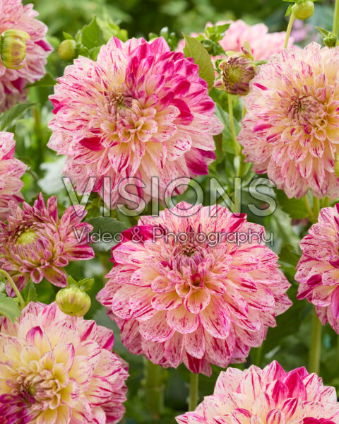 Dahlia Kameleon Dahlia Kameleon